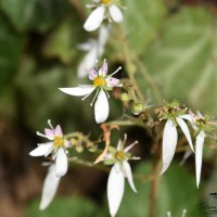 Saxifraga stolonifera Curtis